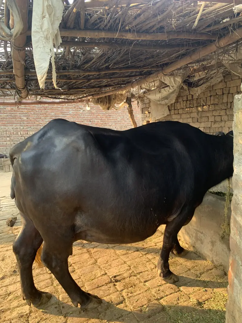 Pregnant buffalo for sale — photo 3