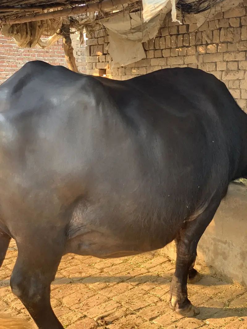 Pregnant buffalo for sale — photo 4
