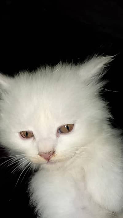 Persian cat babies for sell