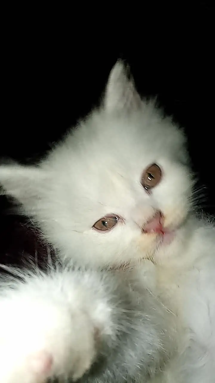 Persian cat babies for sell — photo 2