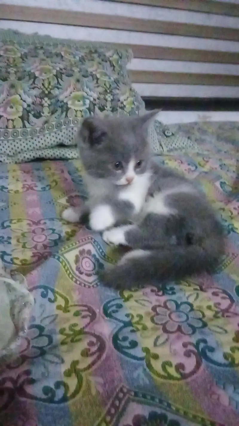 Persian cat babies for sell — photo 3