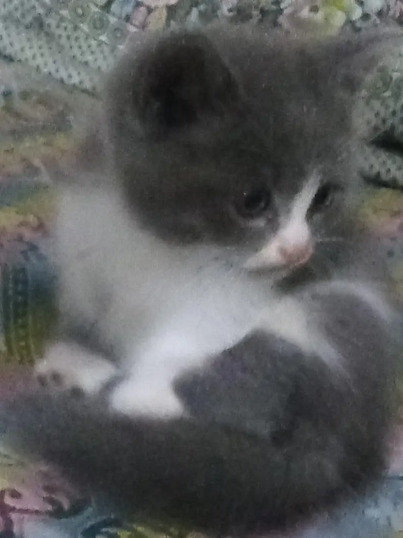 Persian cat babies for sell — photo 4