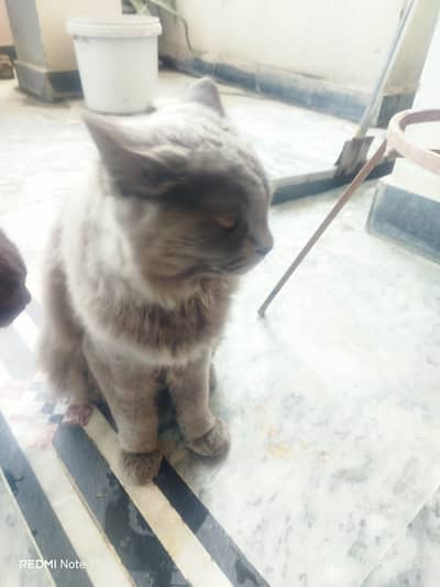 Beautiful Persian Cat for Sale 