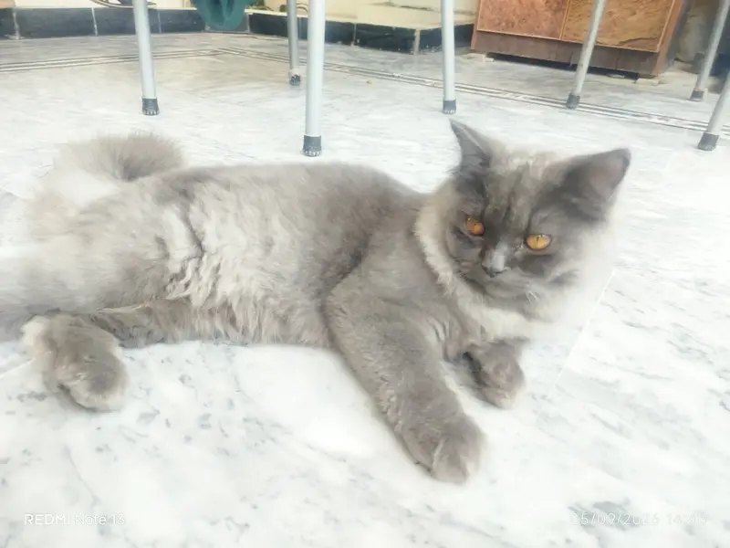 Beautiful Persian Cat for Sale  — photo 2