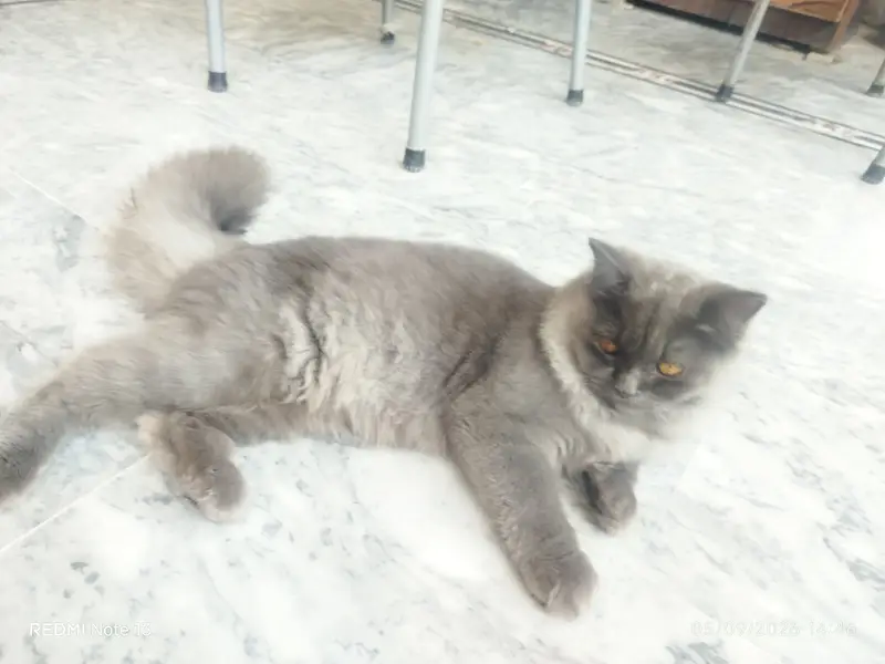 Beautiful Persian Cat for Sale  — photo 3