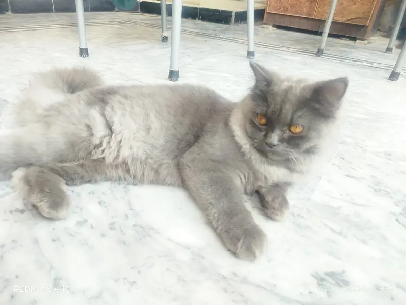 Beautiful Persian Cat for Sale  — photo 4