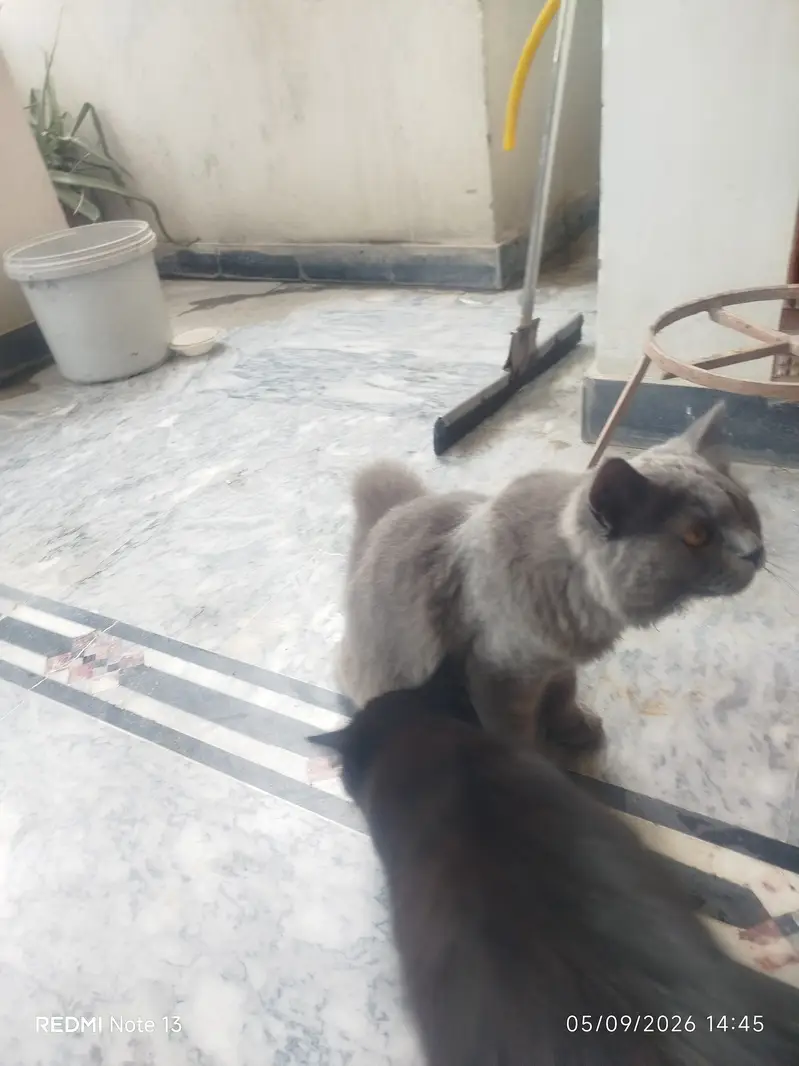 Beautiful Persian Cat for Sale  — photo 5