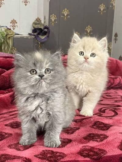 Persian kittens triple coat for sale contact whatsap 03716930454