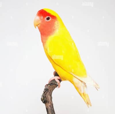 lutino pair for sale