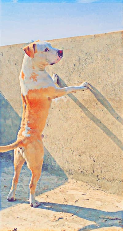 Male Pitbul For Breeding
