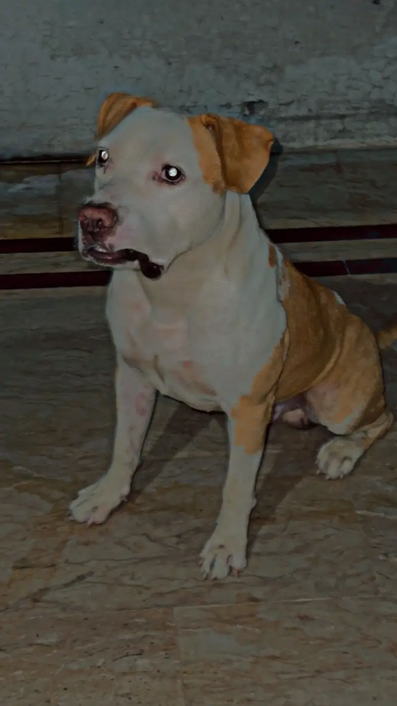 Male Pitbul For Breeding — photo 2