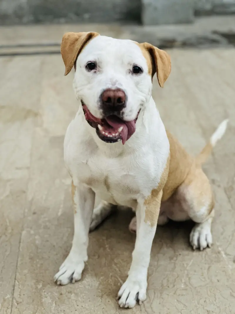 Male Pitbul For Breeding — photo 3