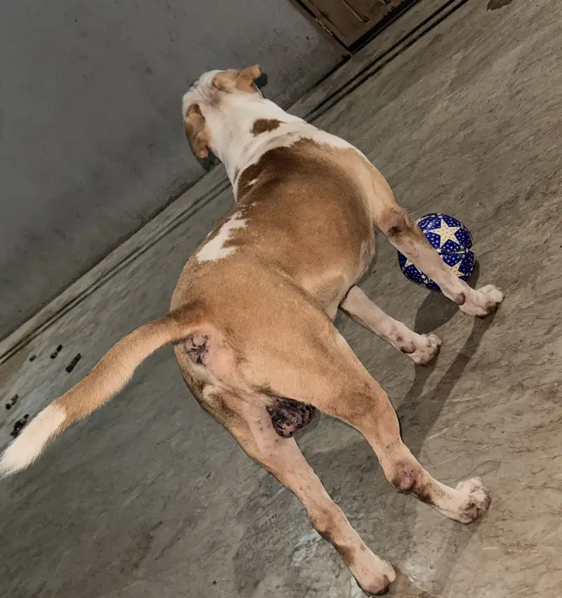 Male Pitbul For Breeding — photo 4