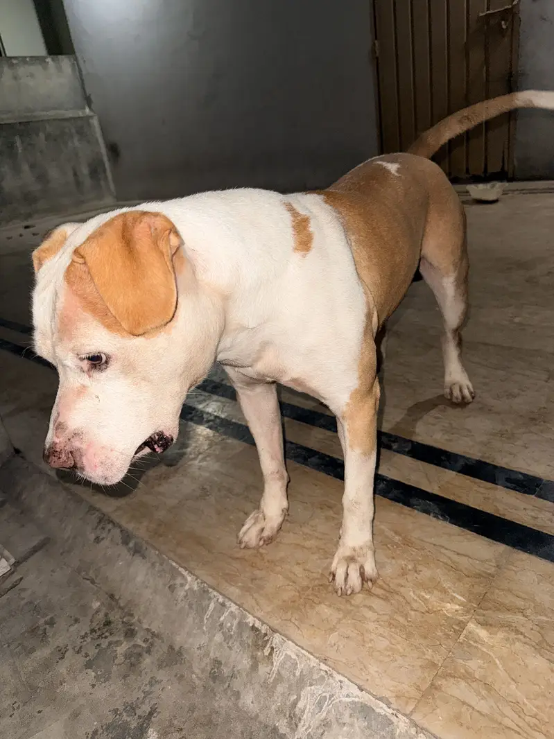 Male Pitbul For Breeding — photo 5