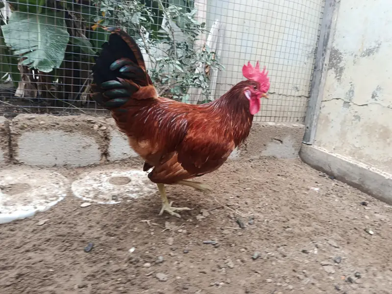 RIR Rooster — photo 2