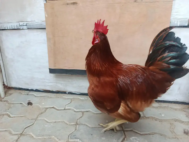 RIR Rooster — photo 3