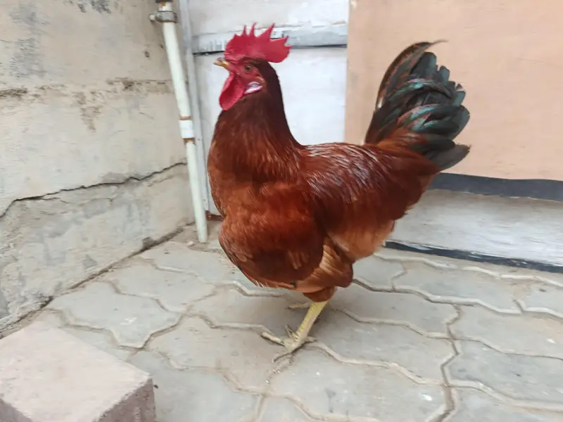 RIR Rooster — photo 4