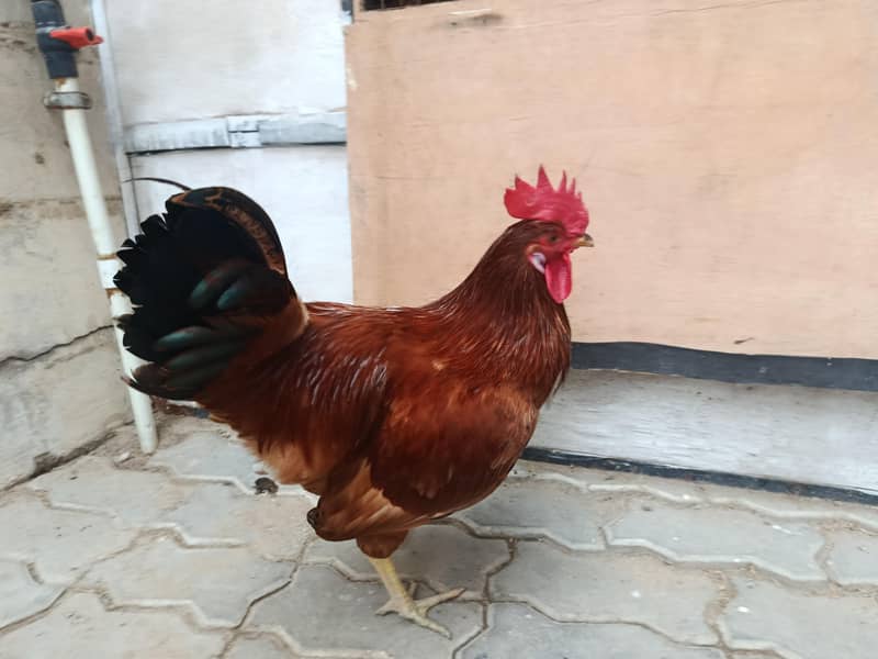RIR Rooster 4