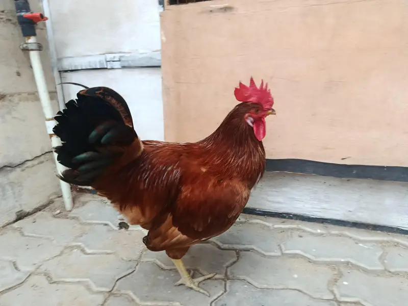 RIR Rooster — photo 5