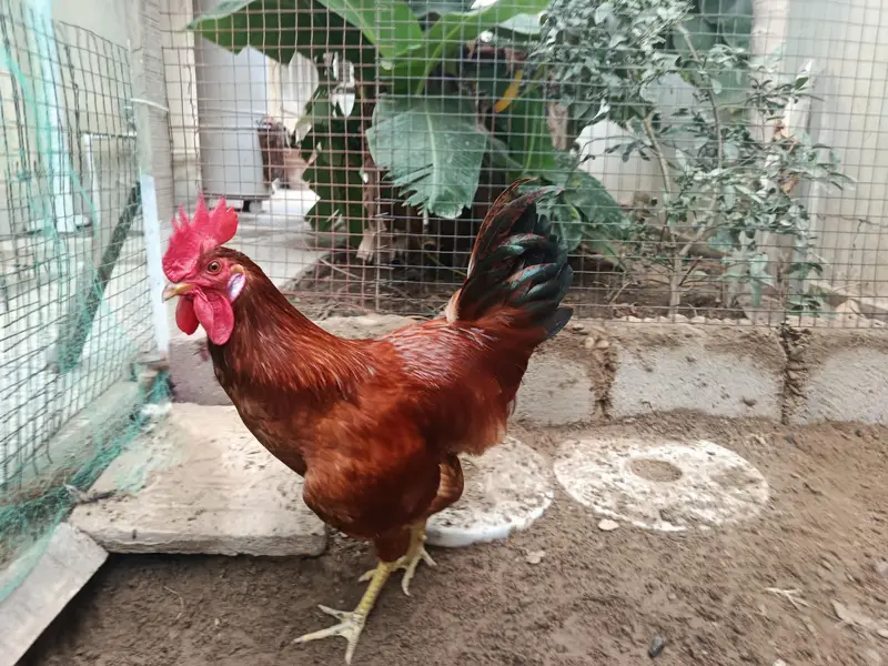 RIR Rooster — photo 6