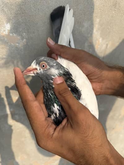 tasweer Wala breeder pair