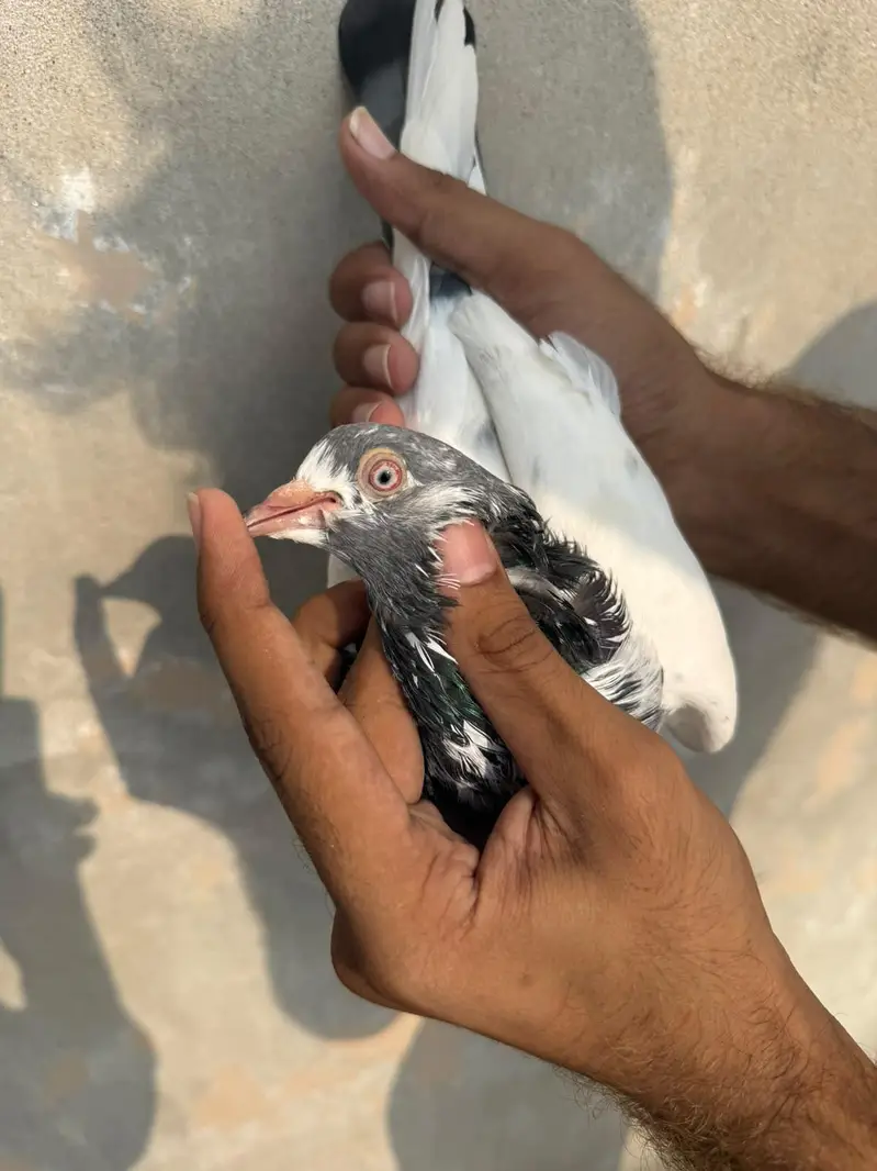 tasweer Wala breeder pair — photo 2