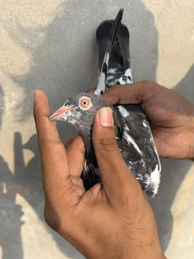tasweer Wala breeder pair — photo 3