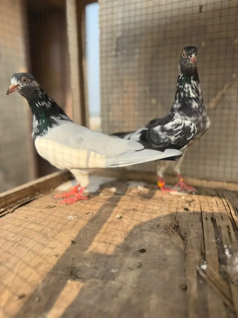 tasweer Wala breeder pair — photo 4