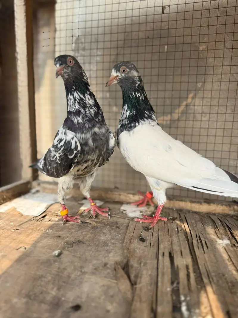 tasweer Wala breeder pair — photo 5