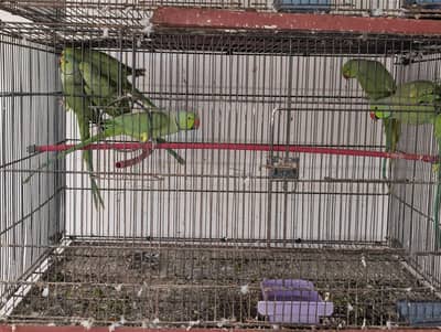 Ringneck