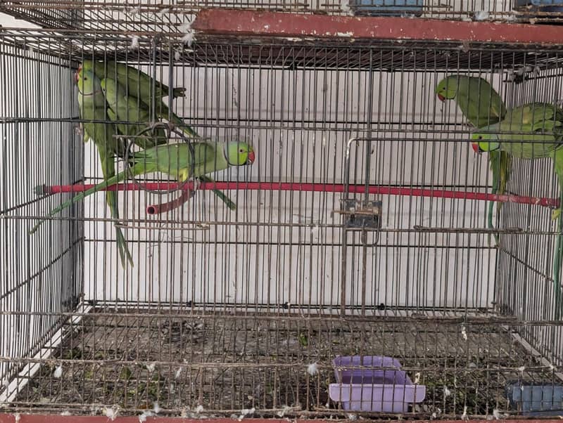 Ringneck 1