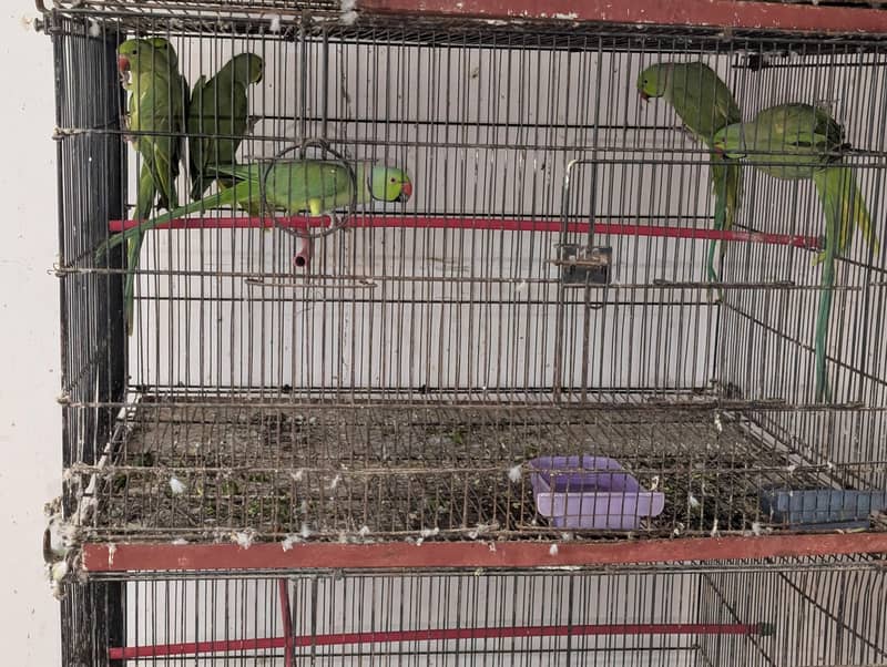 Ringneck 3
