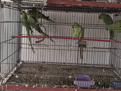Ringneck