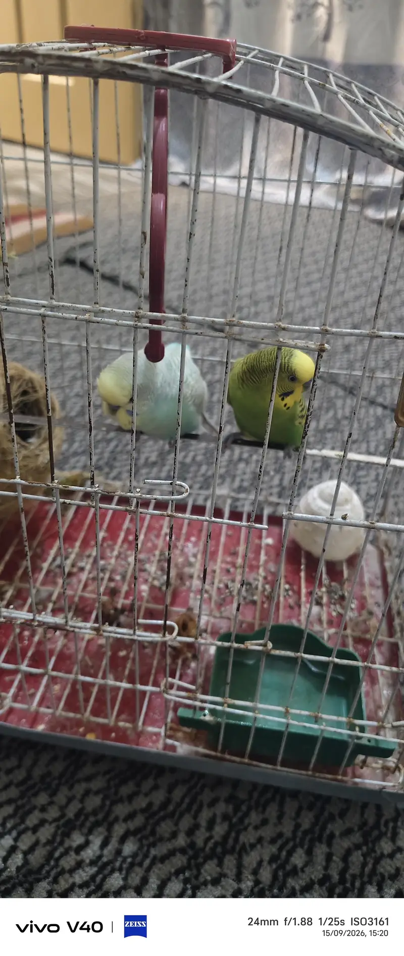 2 parrot penjry k sath