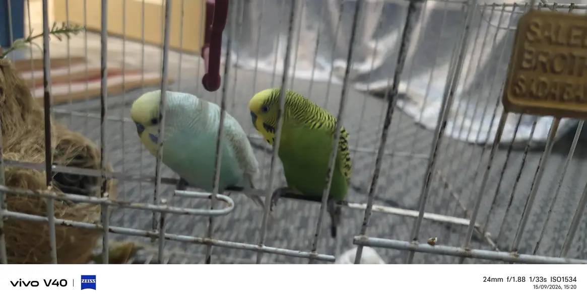 2 parrot penjry k sath — photo 2