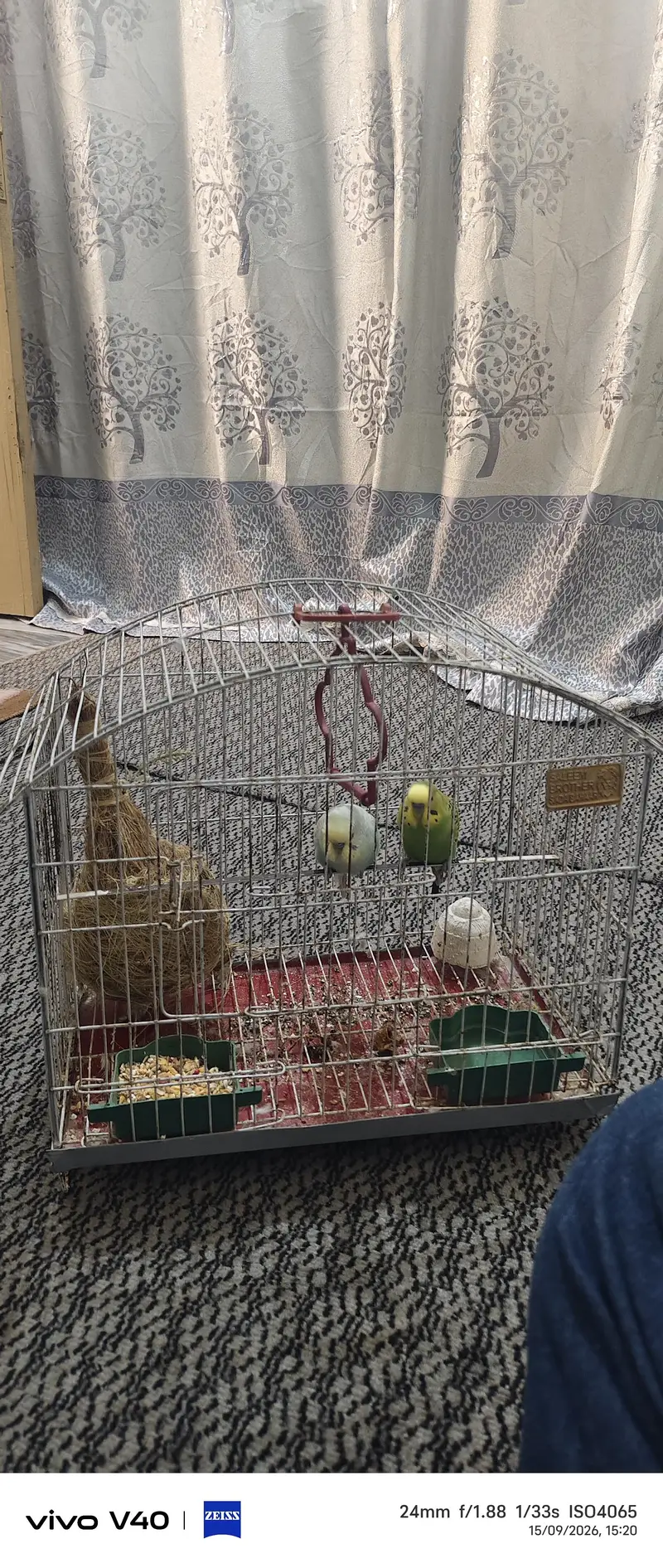 2 parrot penjry k sath — photo 3