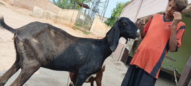 pure desi bakri full height