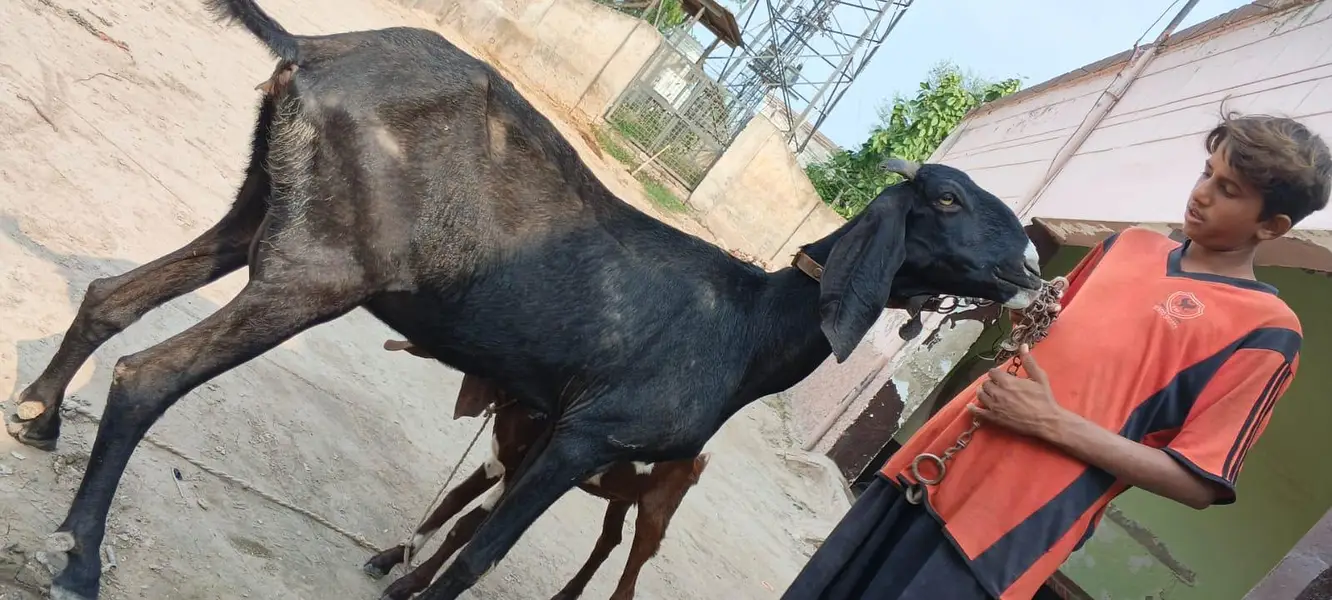 pure desi bakri full height — photo 2