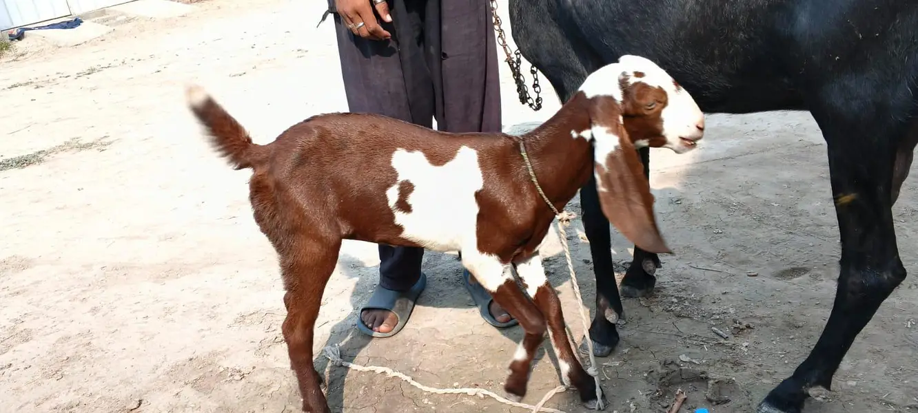 pure desi bakri full height — photo 3