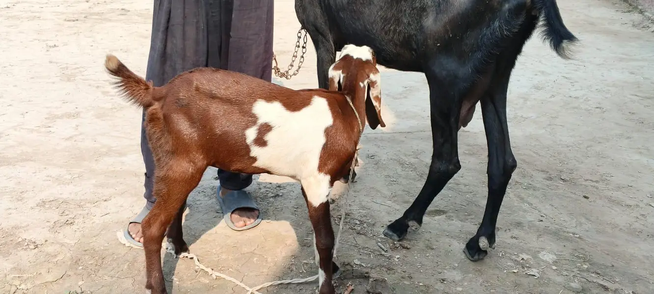 pure desi bakri full height — photo 4