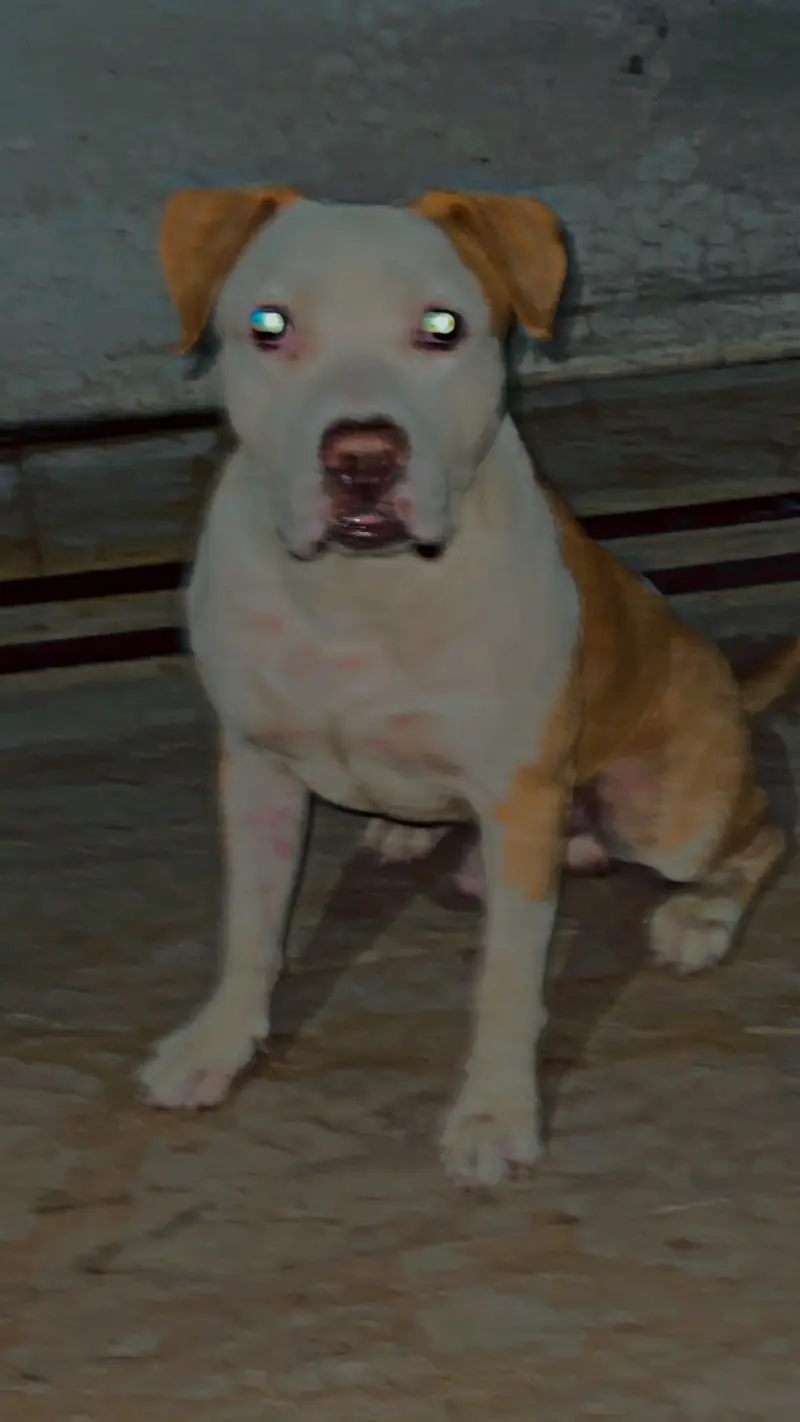 Male Pitbul For Breeding — photo 6