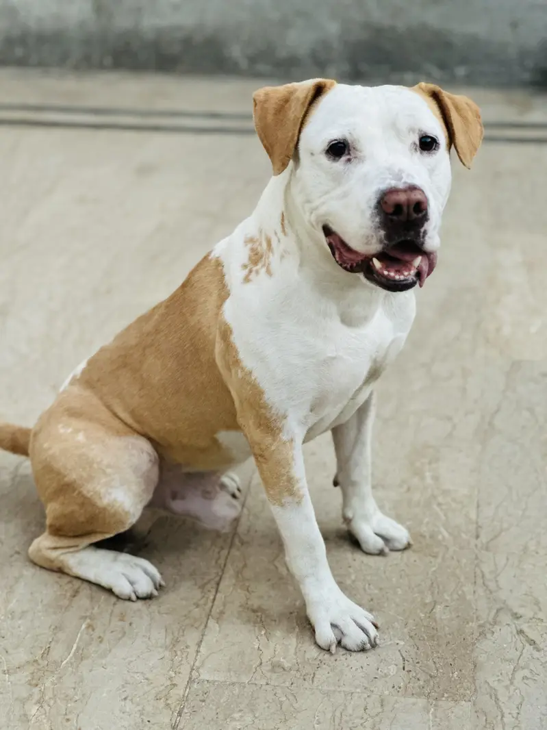 Male Pitbul For Breeding — photo 7