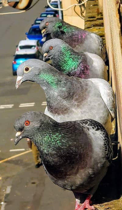 pigeon