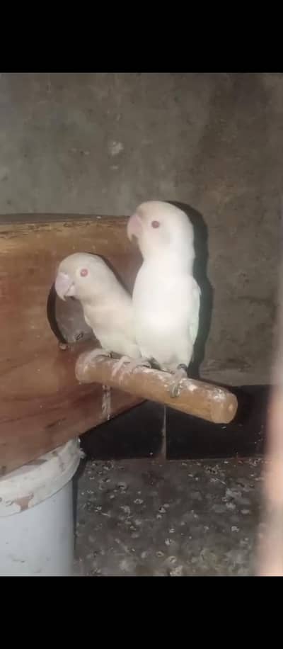 albino red eyes pair breeder pair 3500