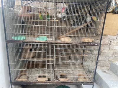 Selling lovebirds