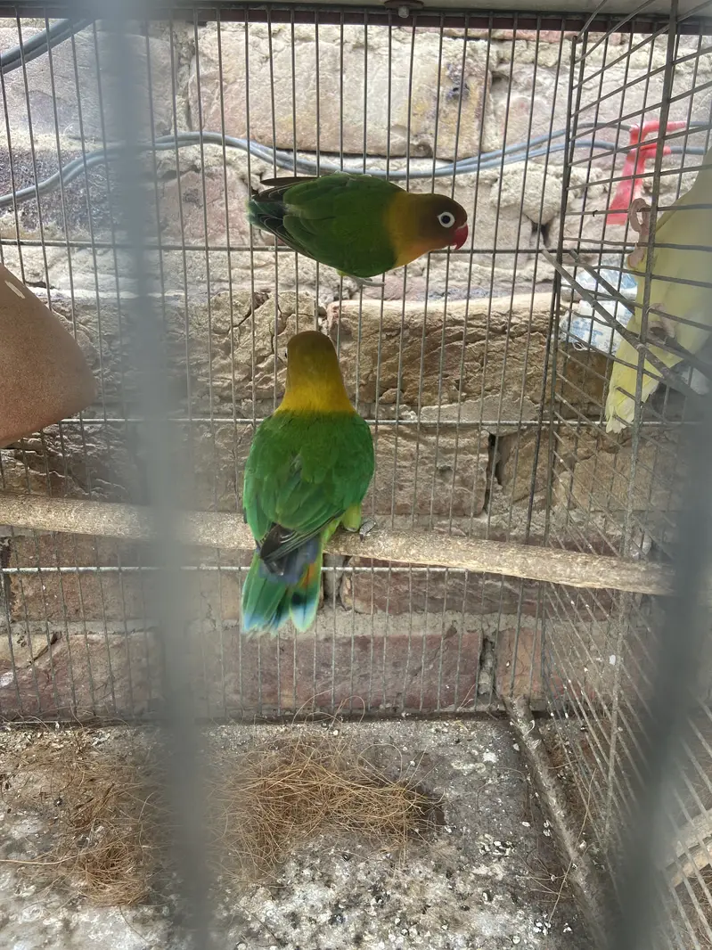 Selling lovebirds — photo 2
