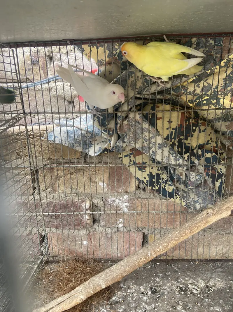 Selling lovebirds — photo 3