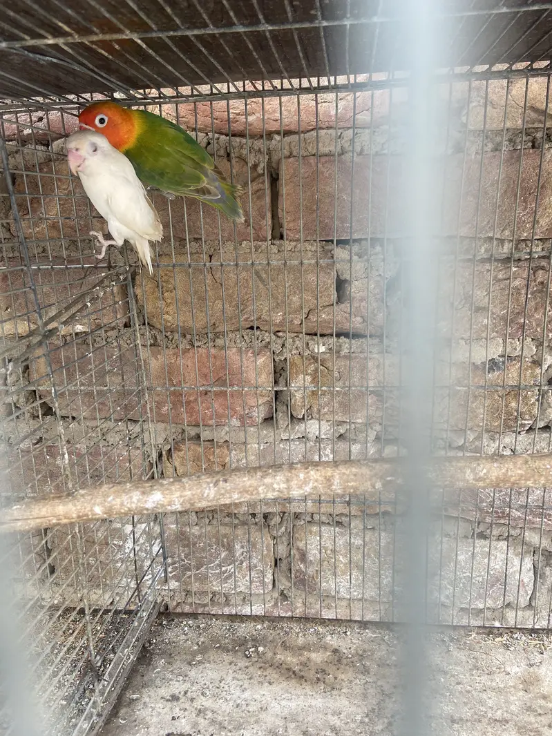 Selling lovebirds — photo 4