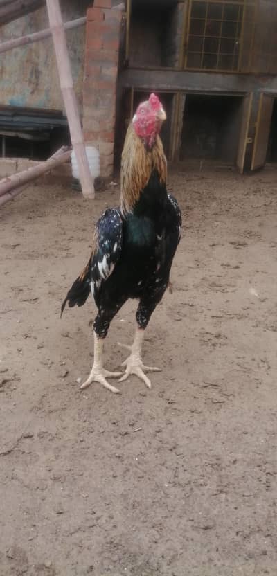 اصیل jawa