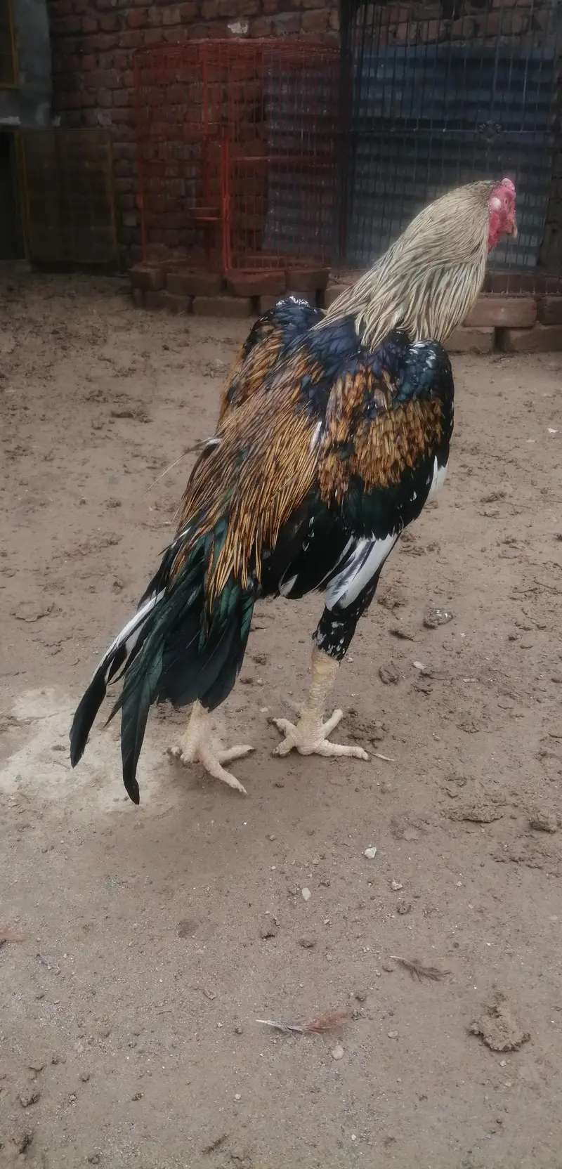 اصیل jawa — photo 3